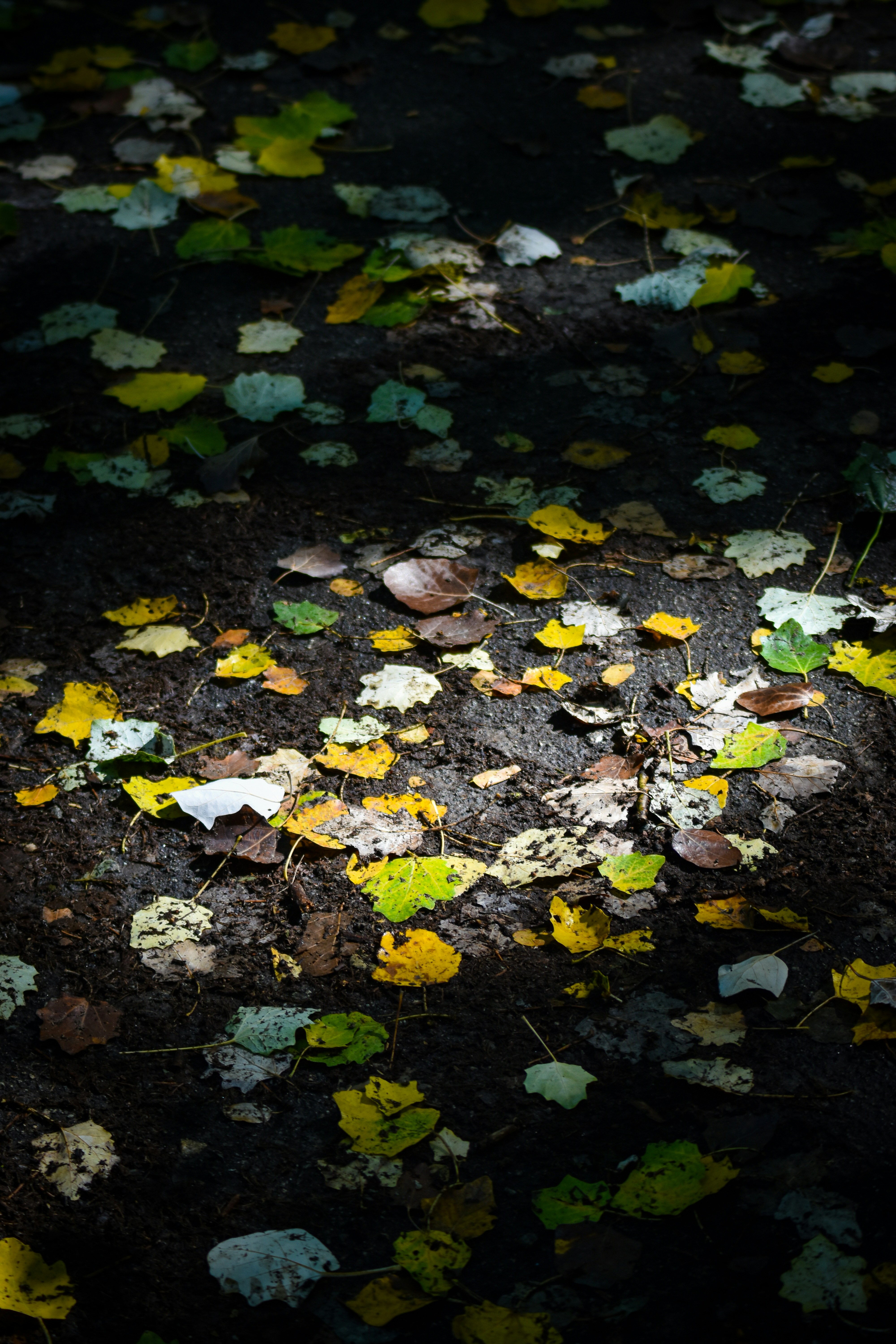 Photo by artem_makarov