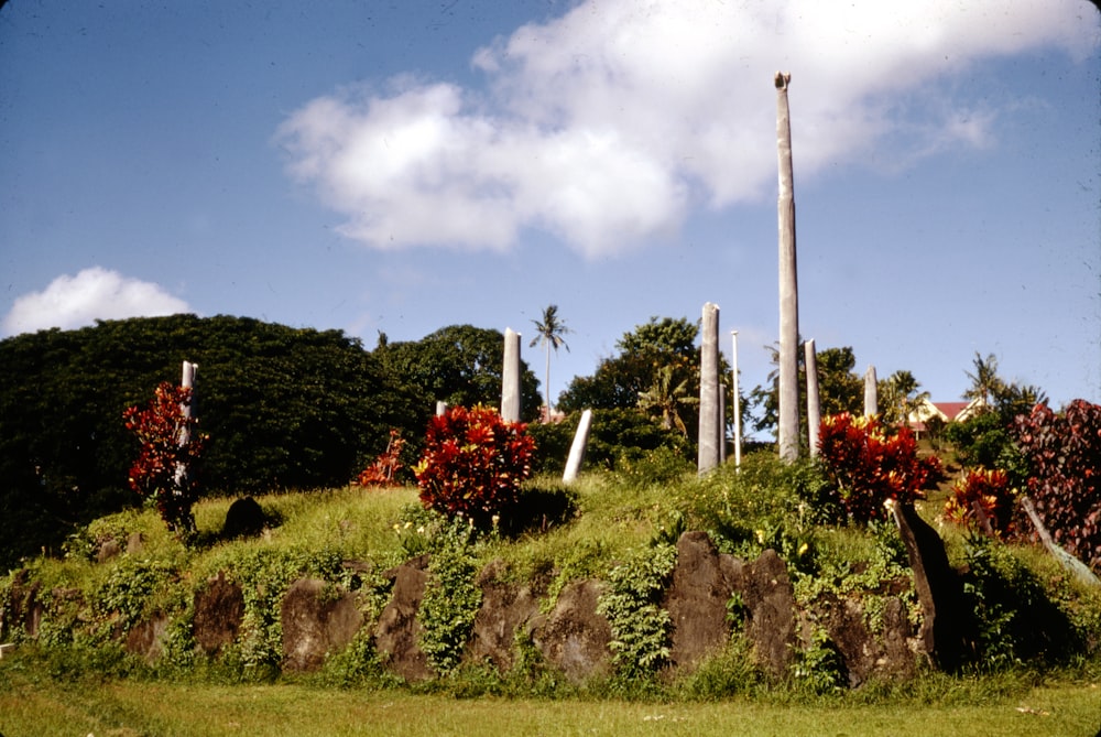 green and red plants under white clouds during daytime