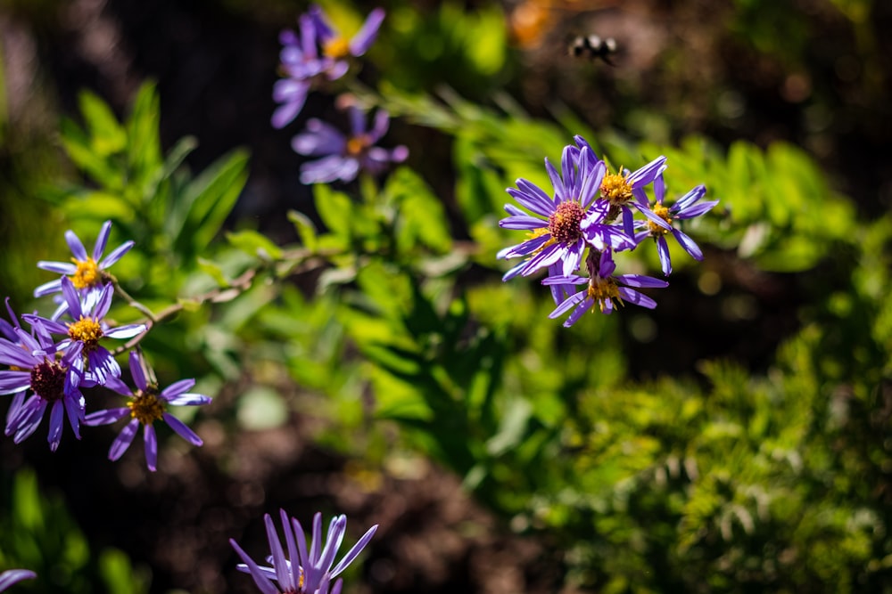 purple flower in tilt shift lens