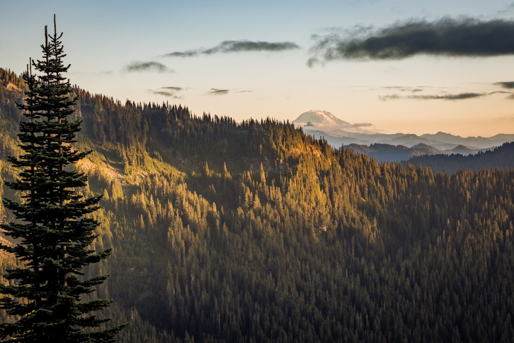 green trees on mountain under white clouds during daytime