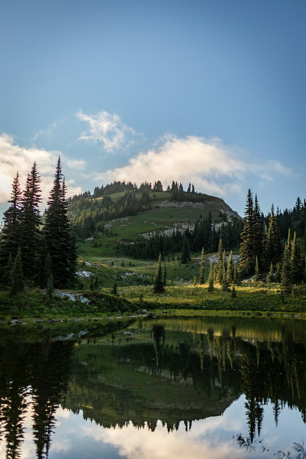 green pine trees near lake under blue sky during daytime