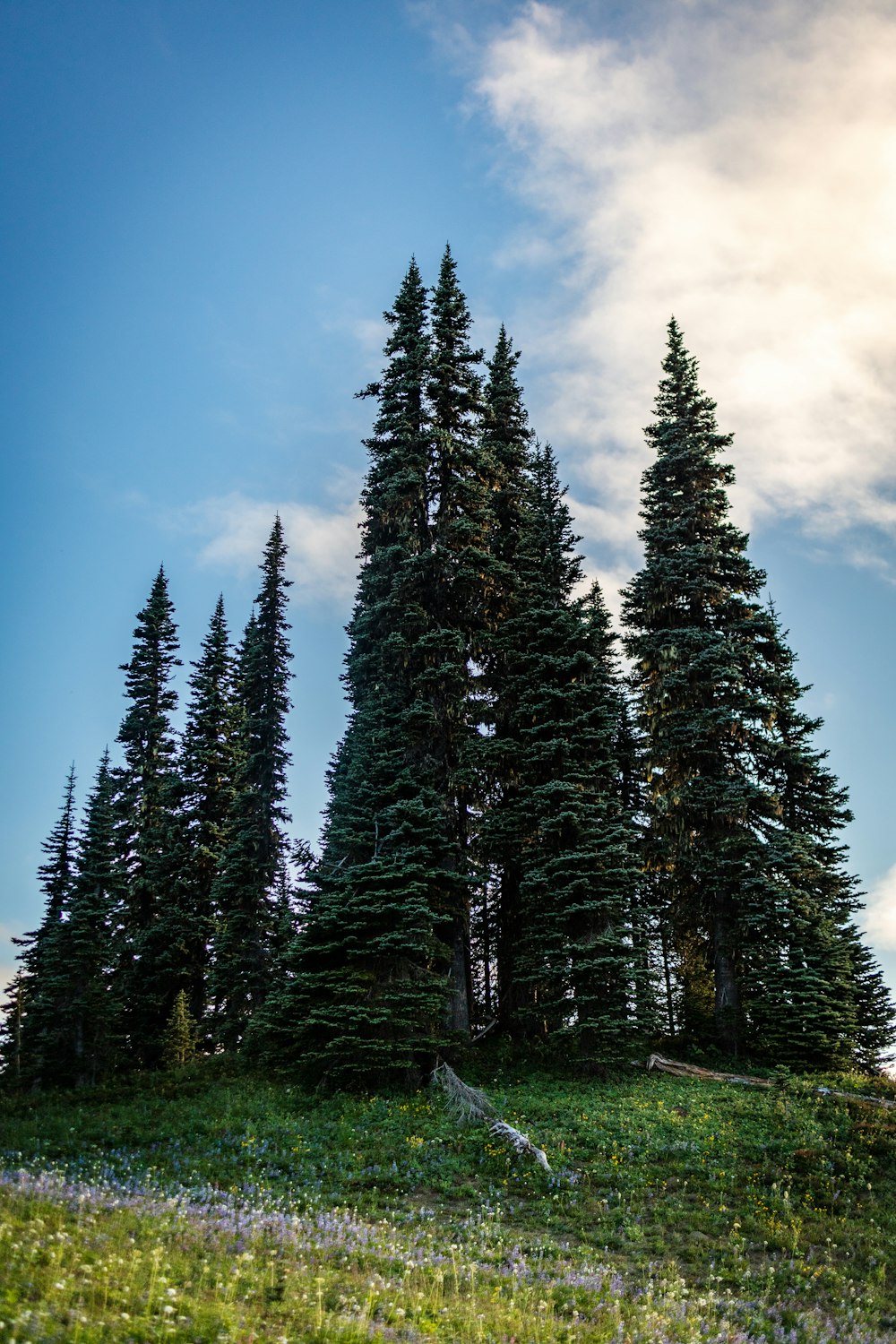 green pine trees under blue sky during daytime