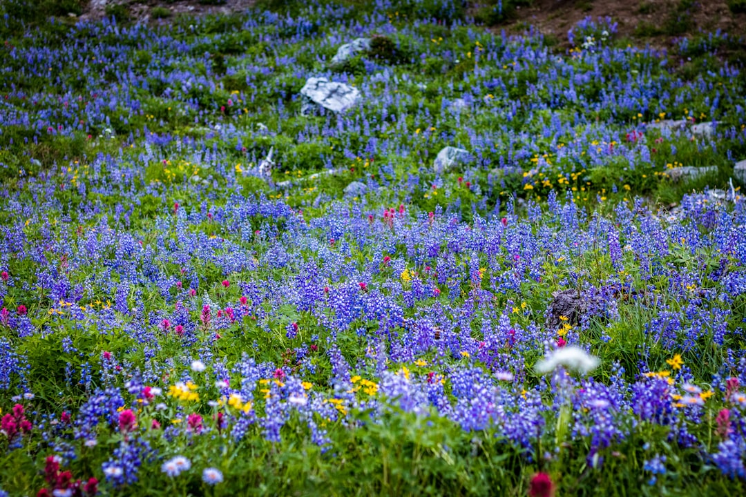 white and red flowers on green grass field