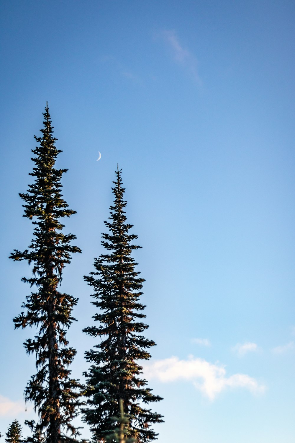 green pine tree under blue sky during daytime