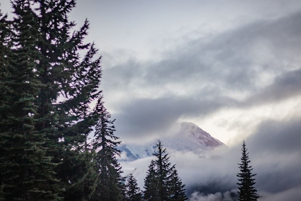 green trees near snow covered mountain under cloudy sky during daytime