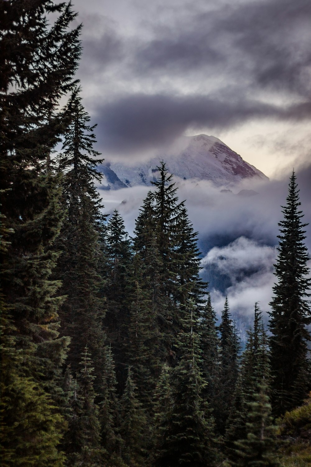 green pine trees near mountain under white clouds during daytime