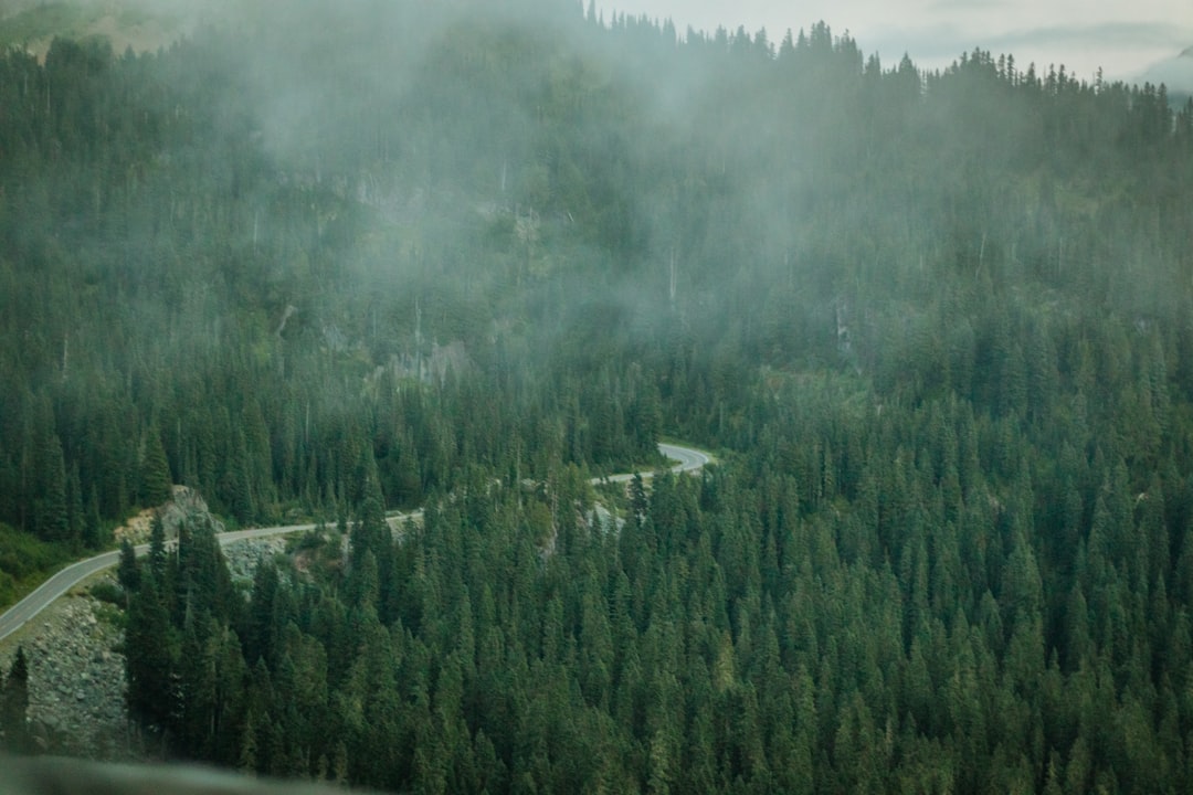 green trees on mountain during daytime