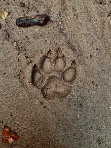 Muddy Dog Prints