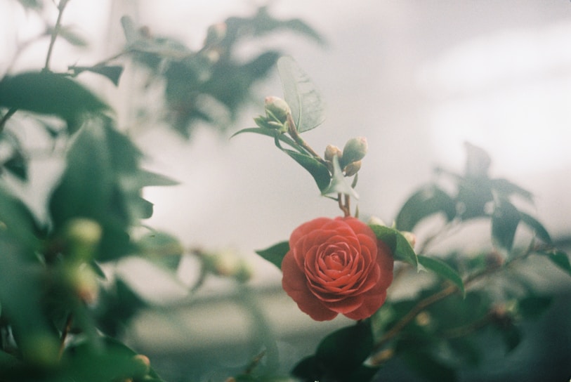 pink rose in bloom during daytime