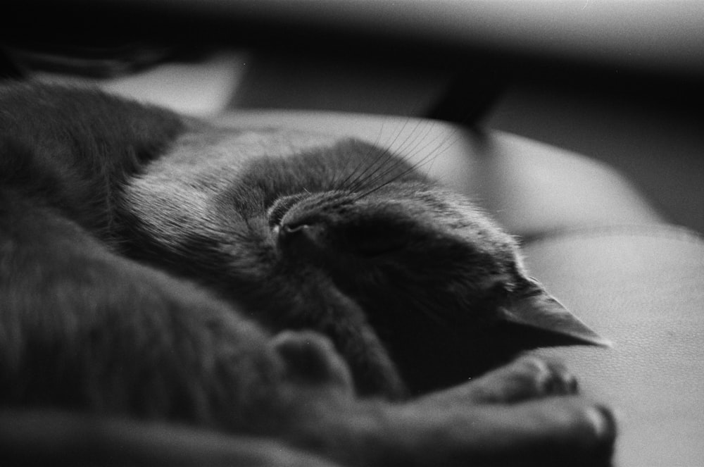 grayscale photo of cat lying on bed