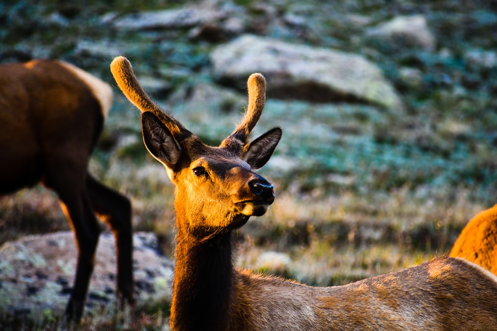 brown deer on green grass during daytime