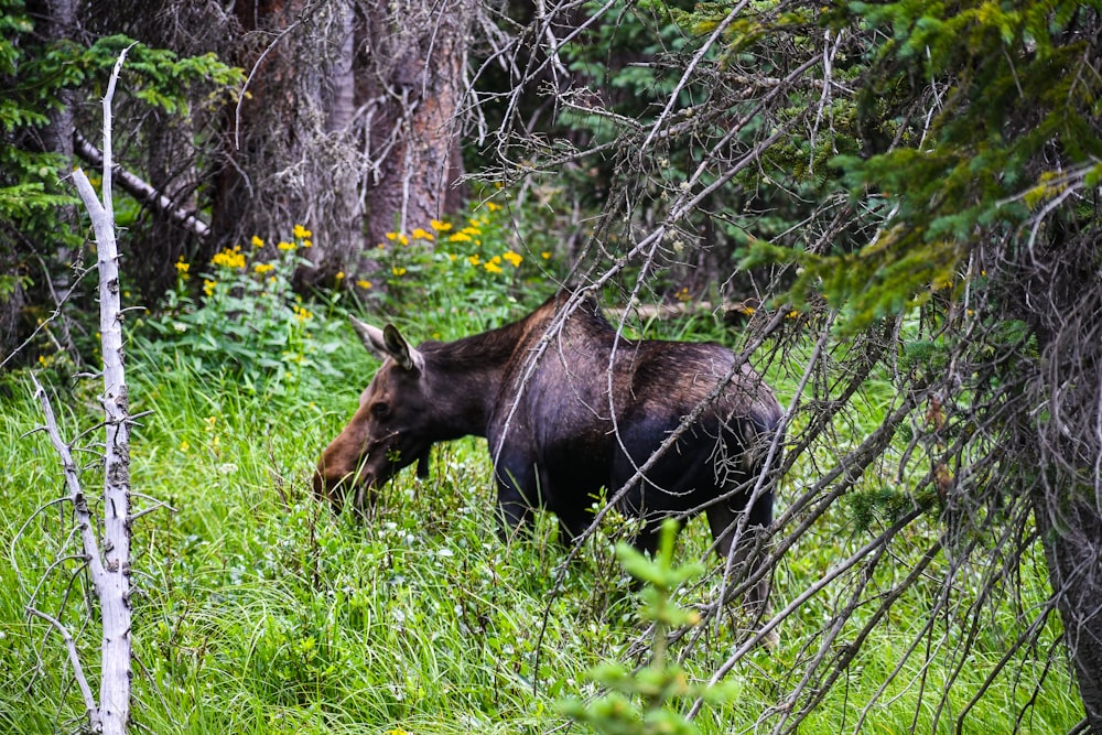 brown horse on green grass field during daytime