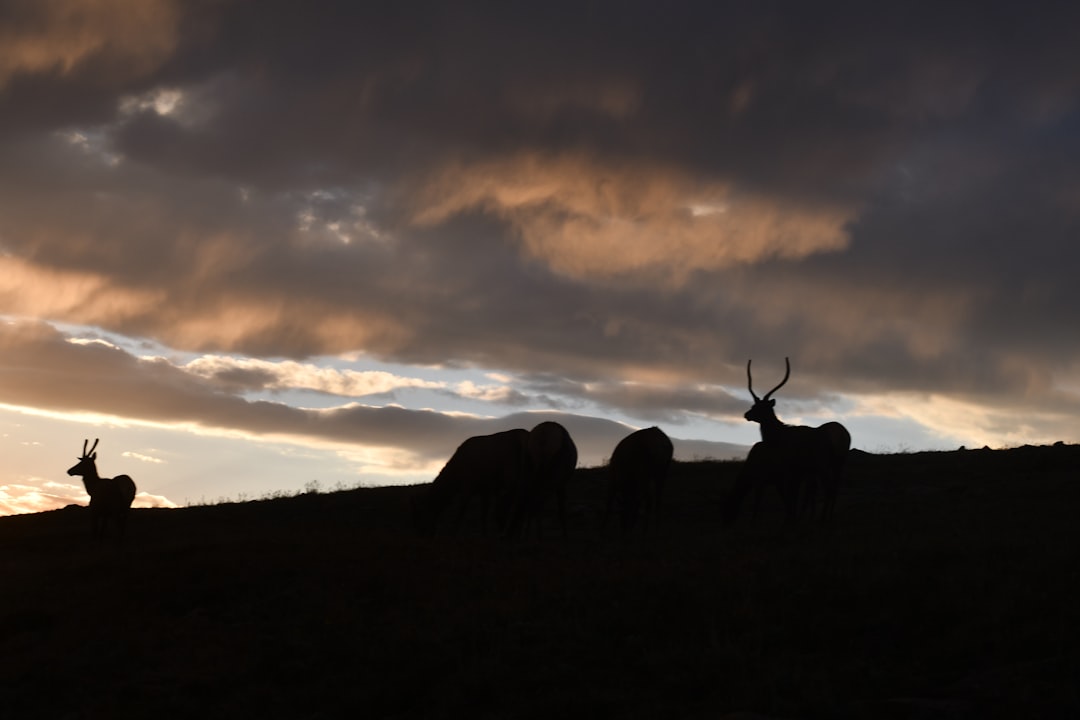 silhouette of deer on grass field during sunset