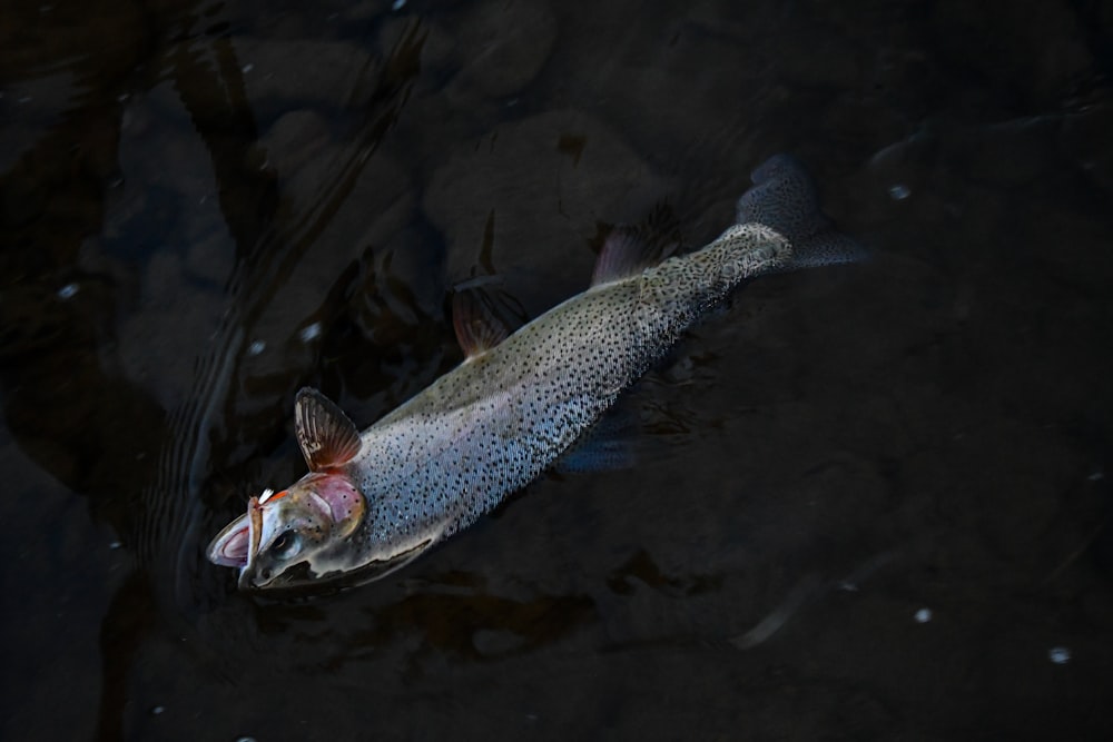 grey and white fish on water