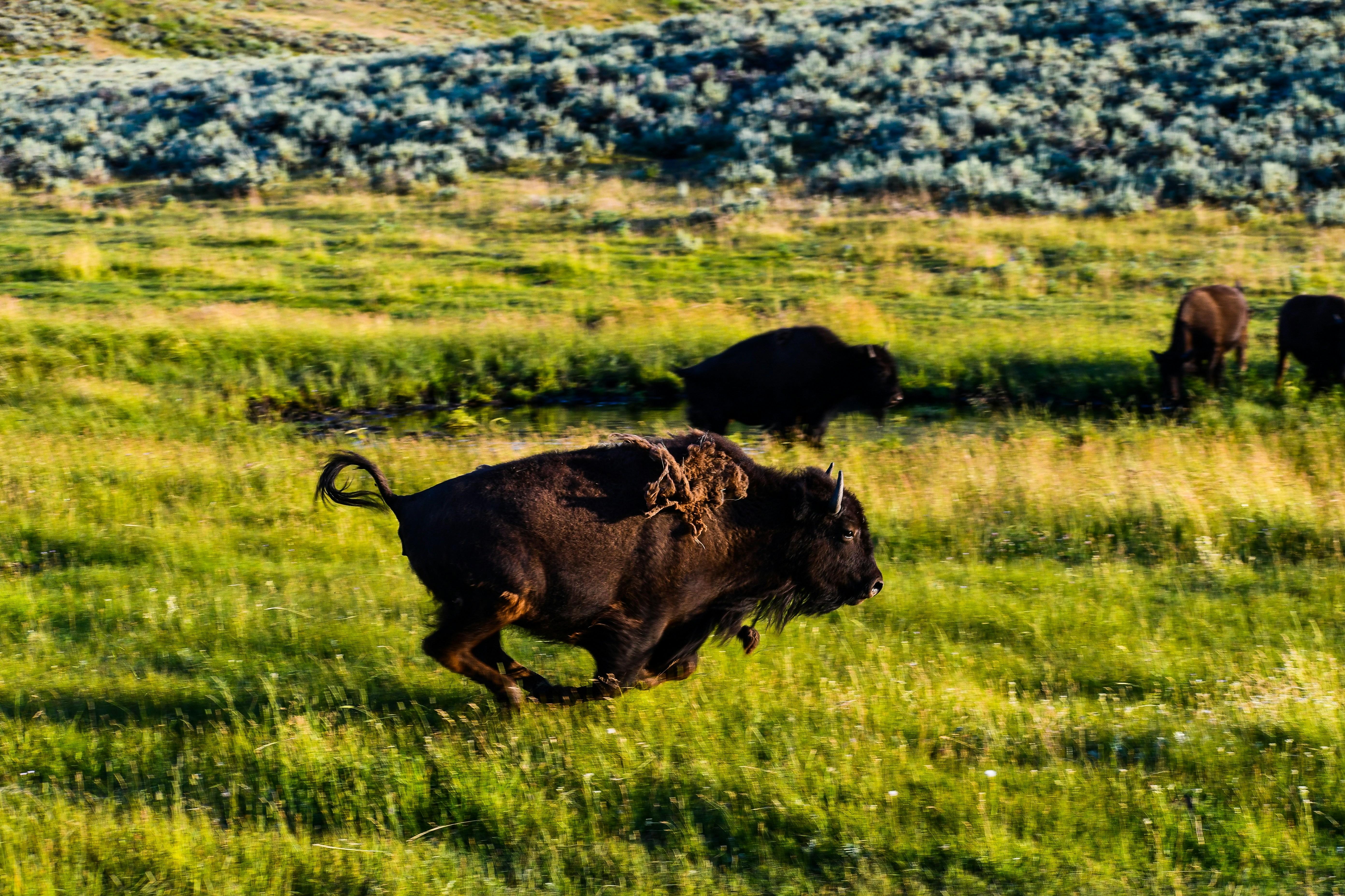 brown bison on green grass field during daytime