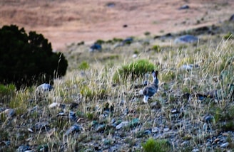 Wild rabbits in a rural field near agricultural crops.