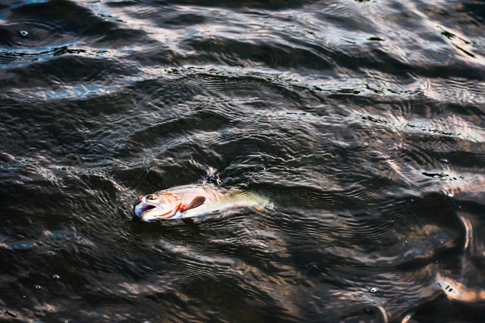 Peces blancos y rojos en el agua