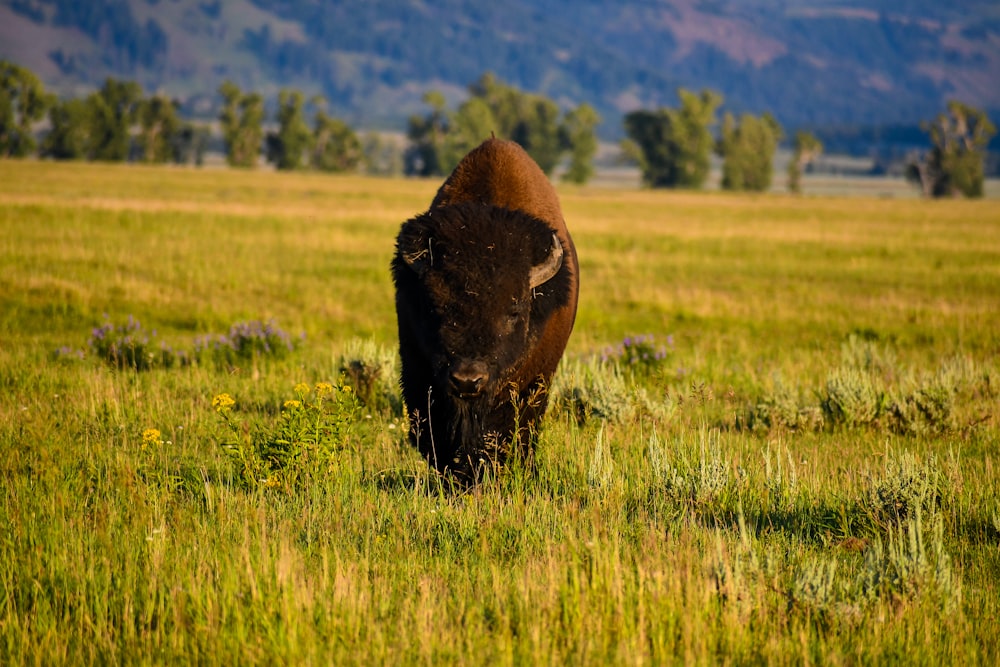 brown bison on green grass field during daytime