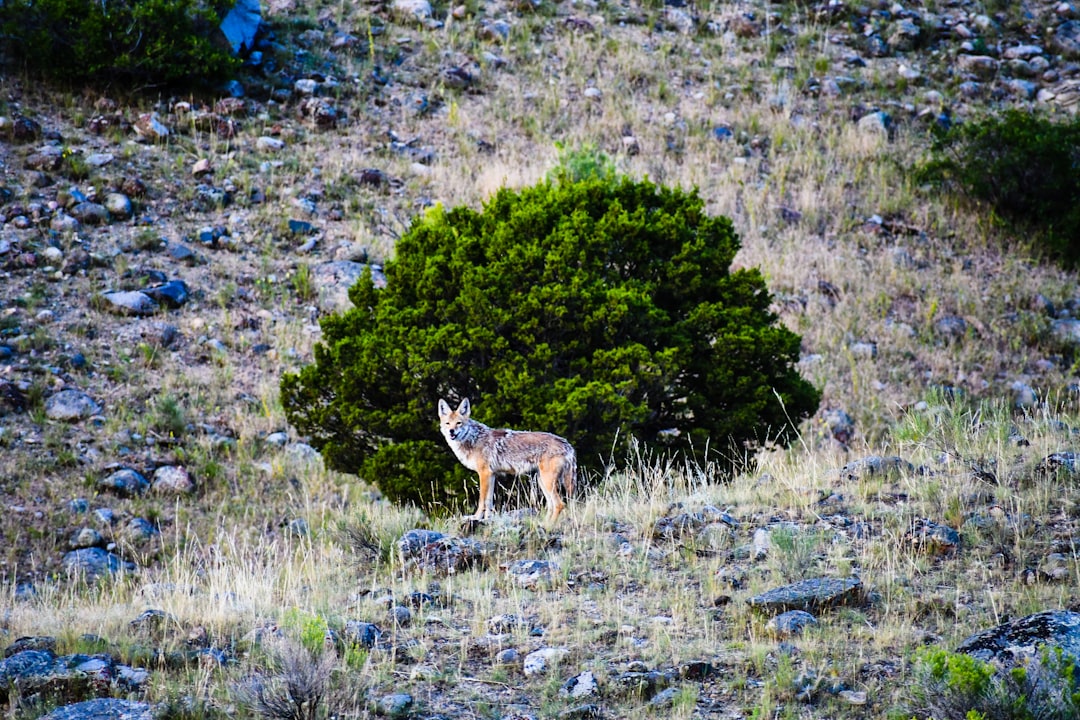 brown and white animal on green grass field during daytime