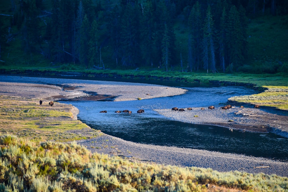 green pine trees beside river during daytime