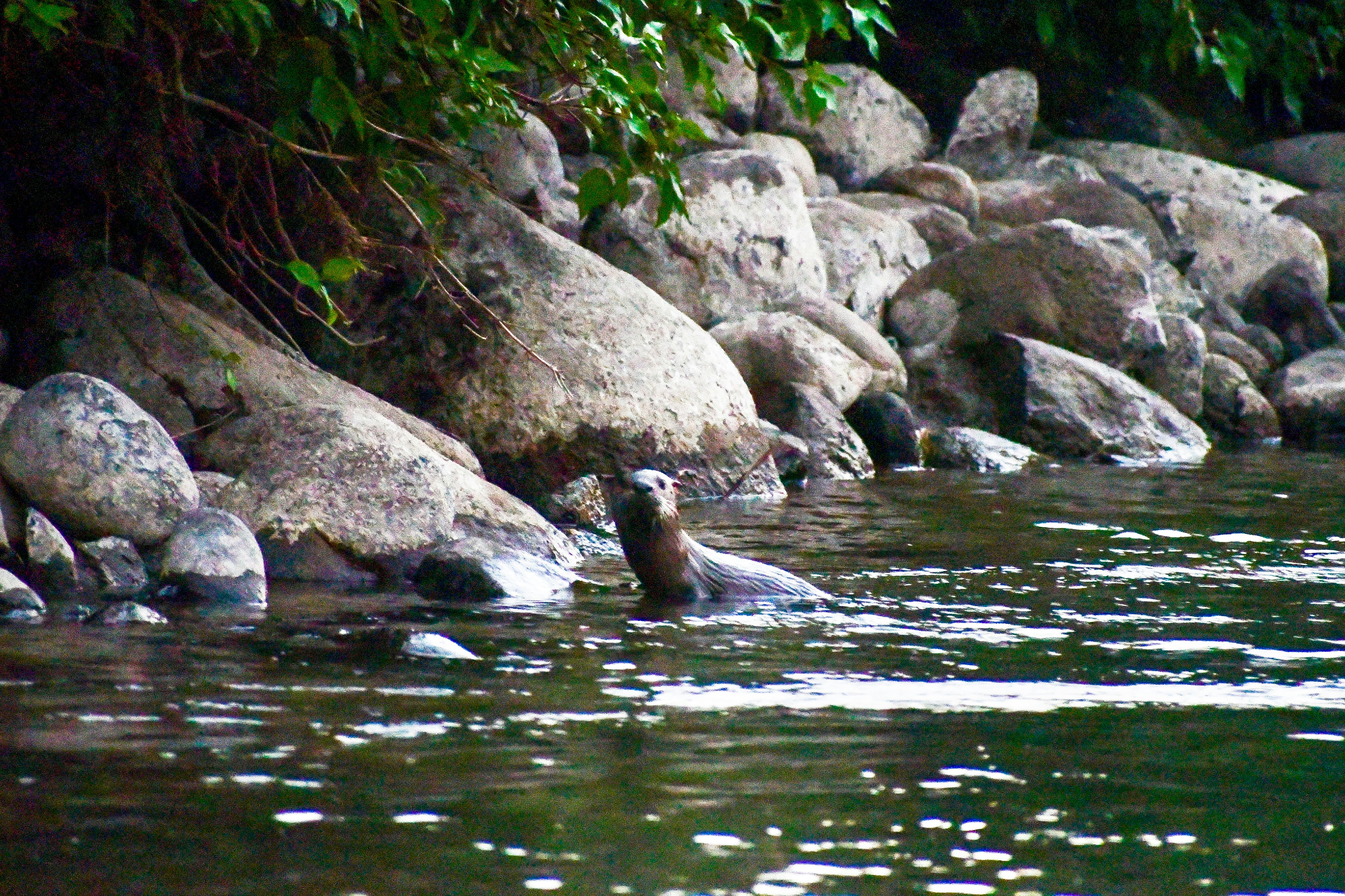 Amazon River Animals Pictures | Download Free Images on Unsplash