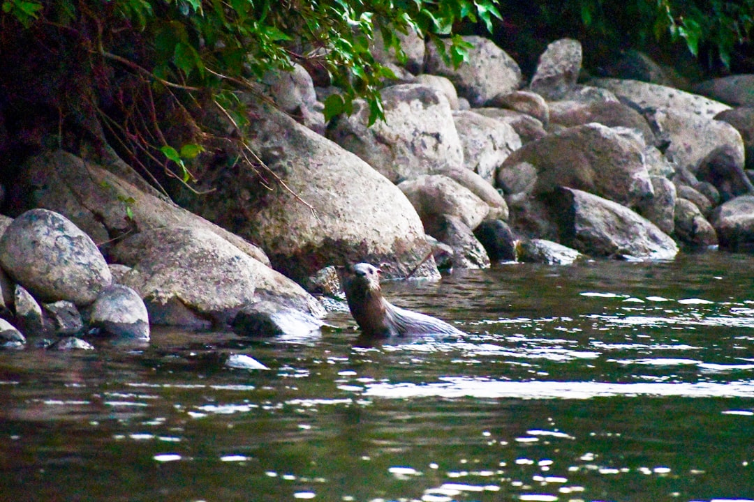 sea lion on gray rock