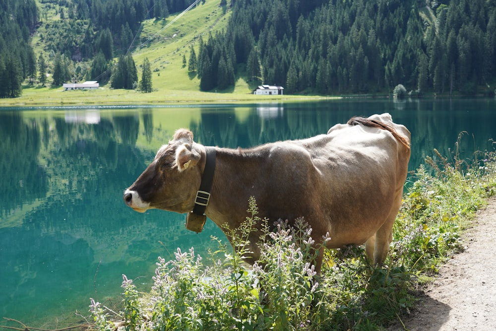 brown cow on green grass field near lake during daytime
