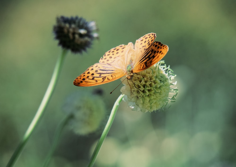 brown and black butterfly on green flower