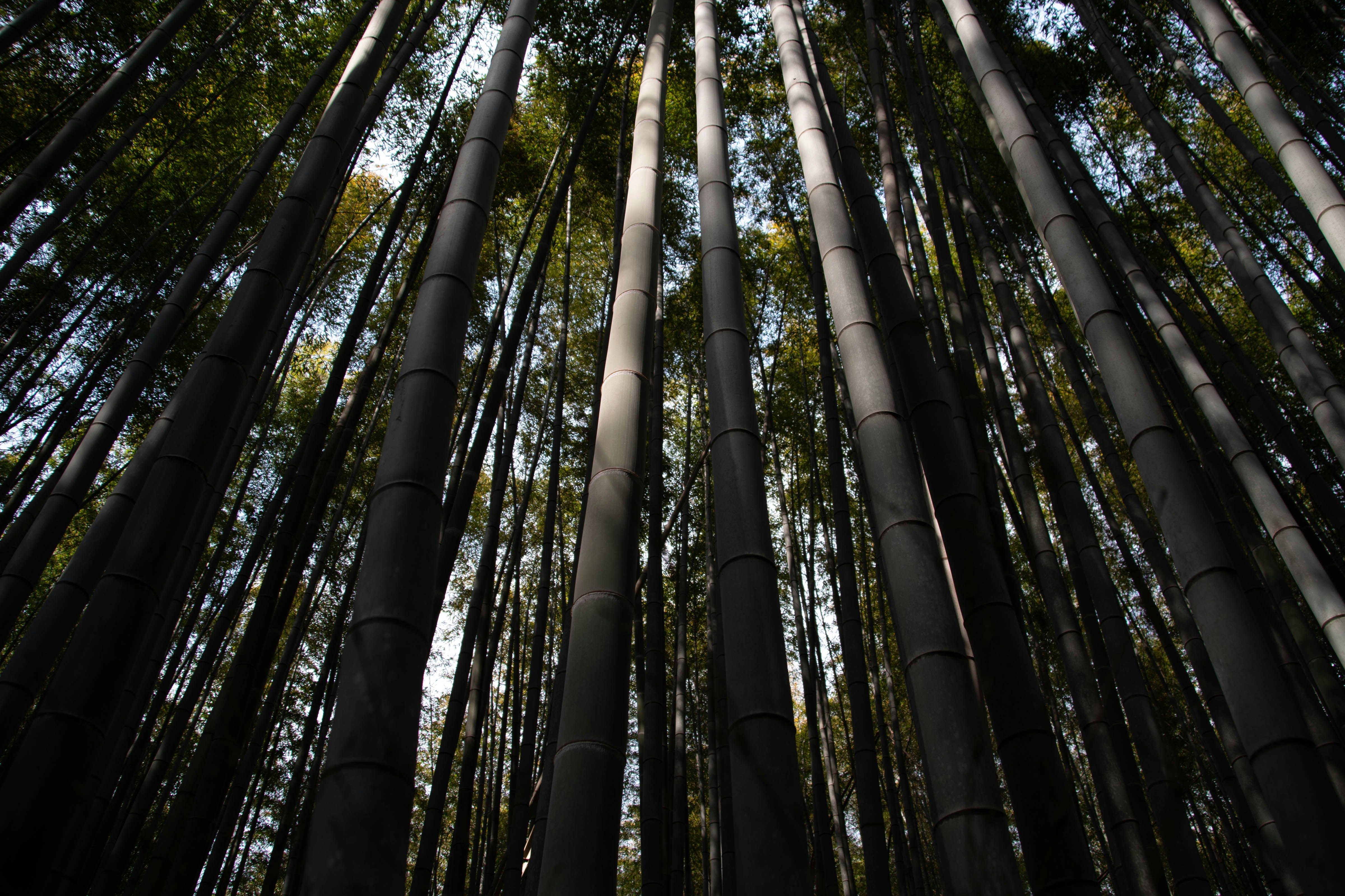 Photo by shamsasaqer