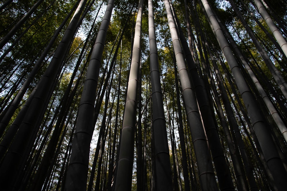 Fotografía de ángulo bajo de árboles verdes durante el día