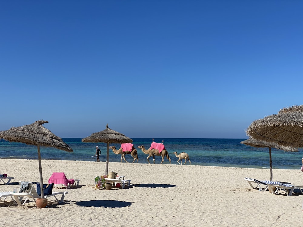 persone sulla spiaggia durante il giorno