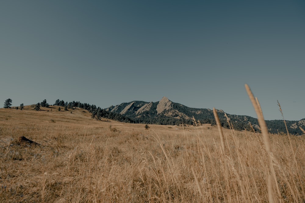 brown grass field near mountain under blue sky during daytime