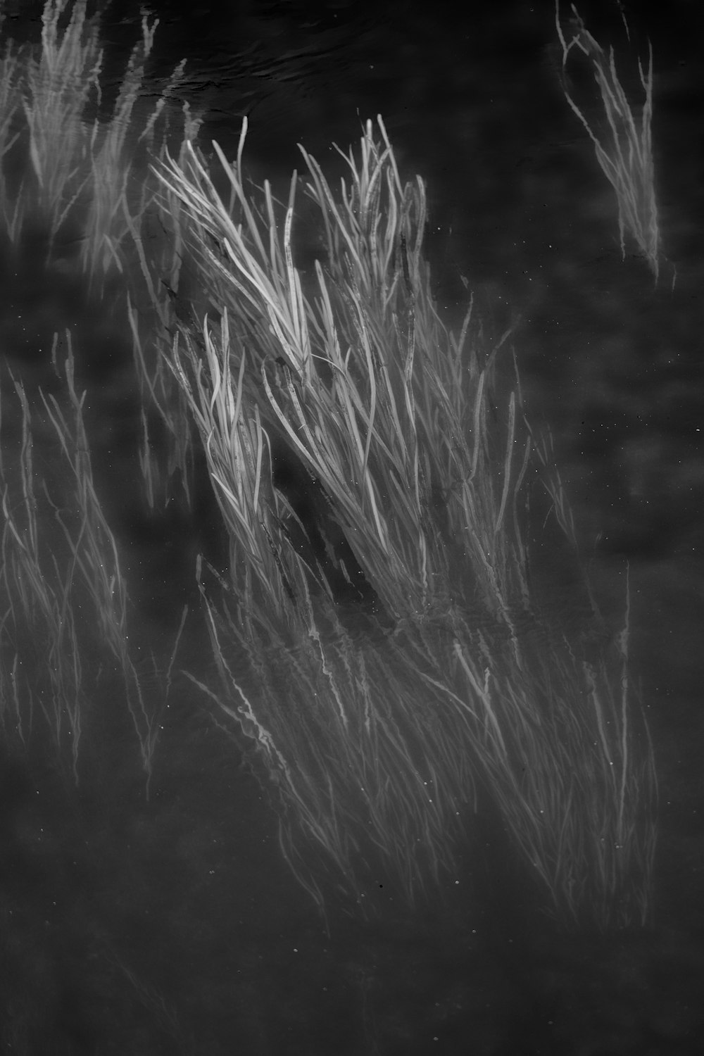 grayscale photo of grass during night time