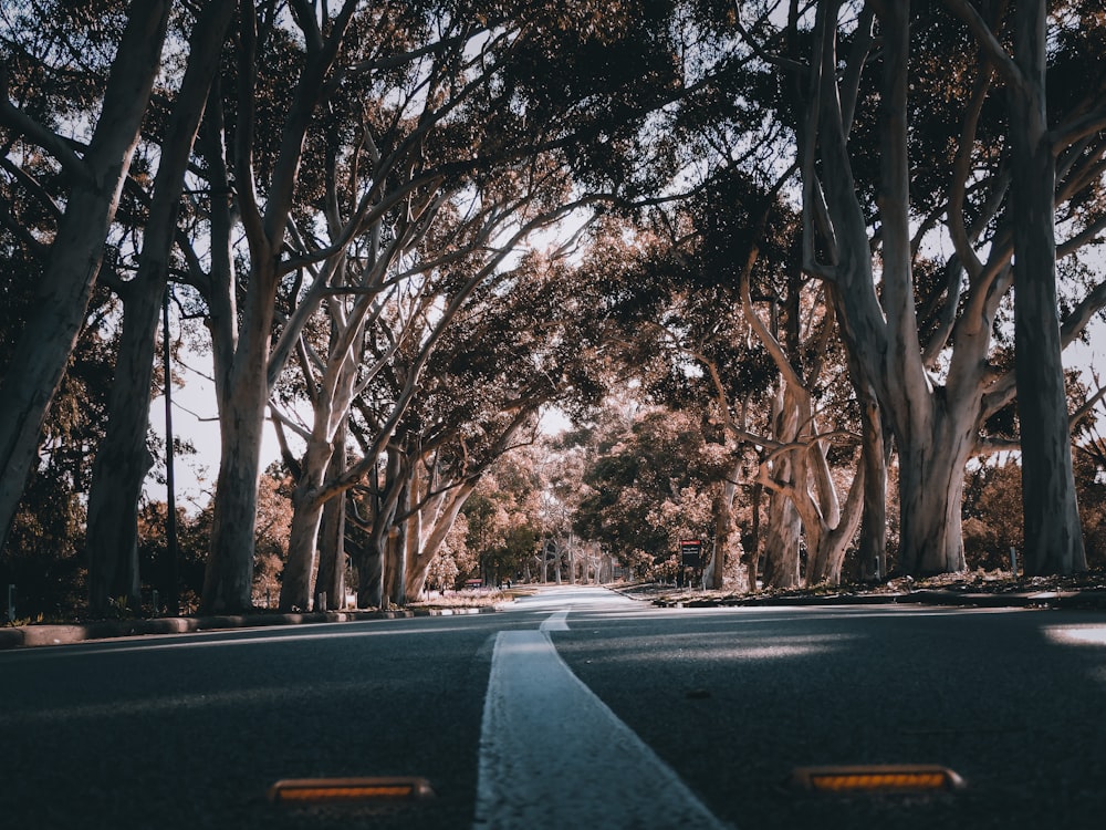 black car on road near trees during daytime