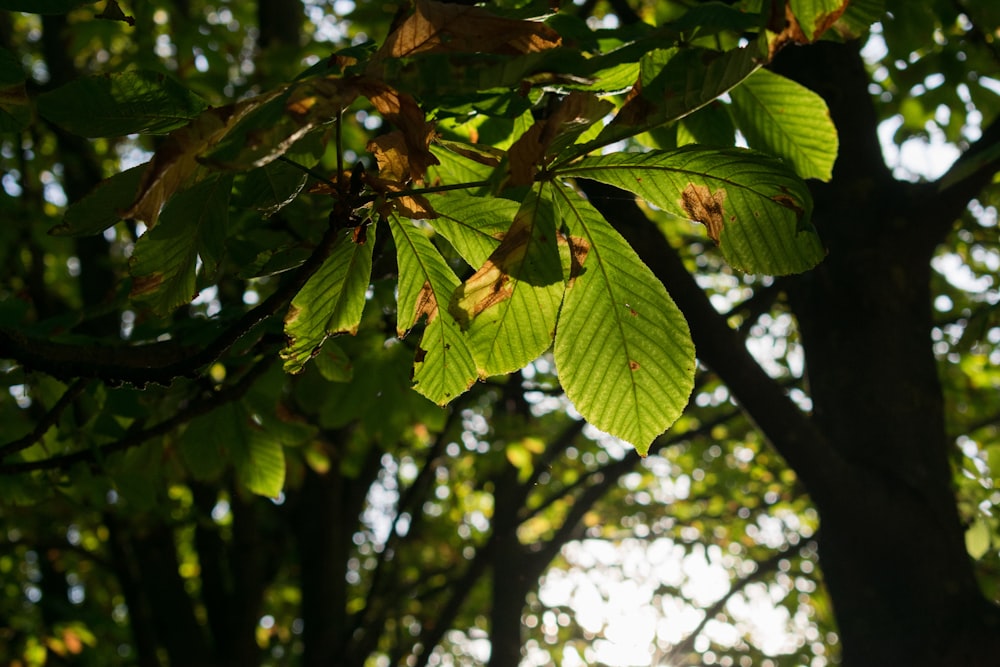 Hojas verdes en la rama del árbol marrón durante el día