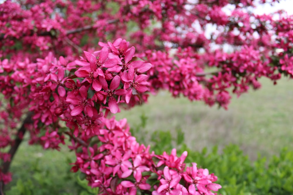 pink flowers in tilt shift lens