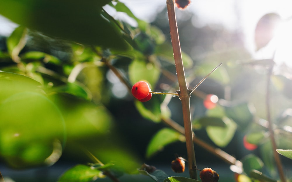 red round fruit in tilt shift lens