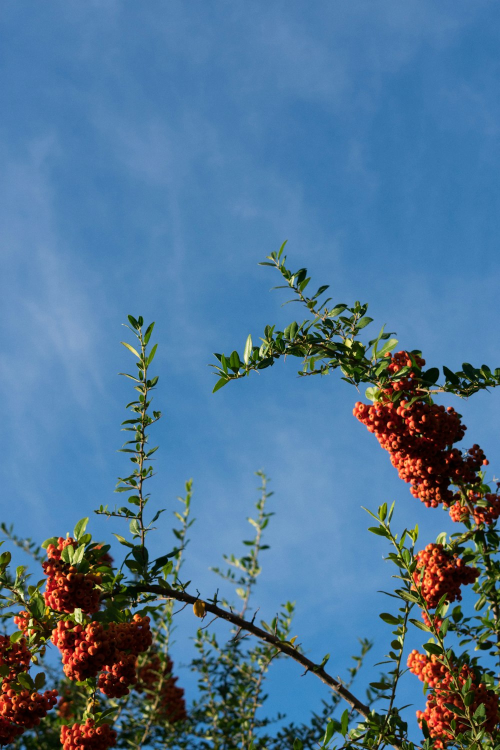red flowers on green tree under blue sky during daytime