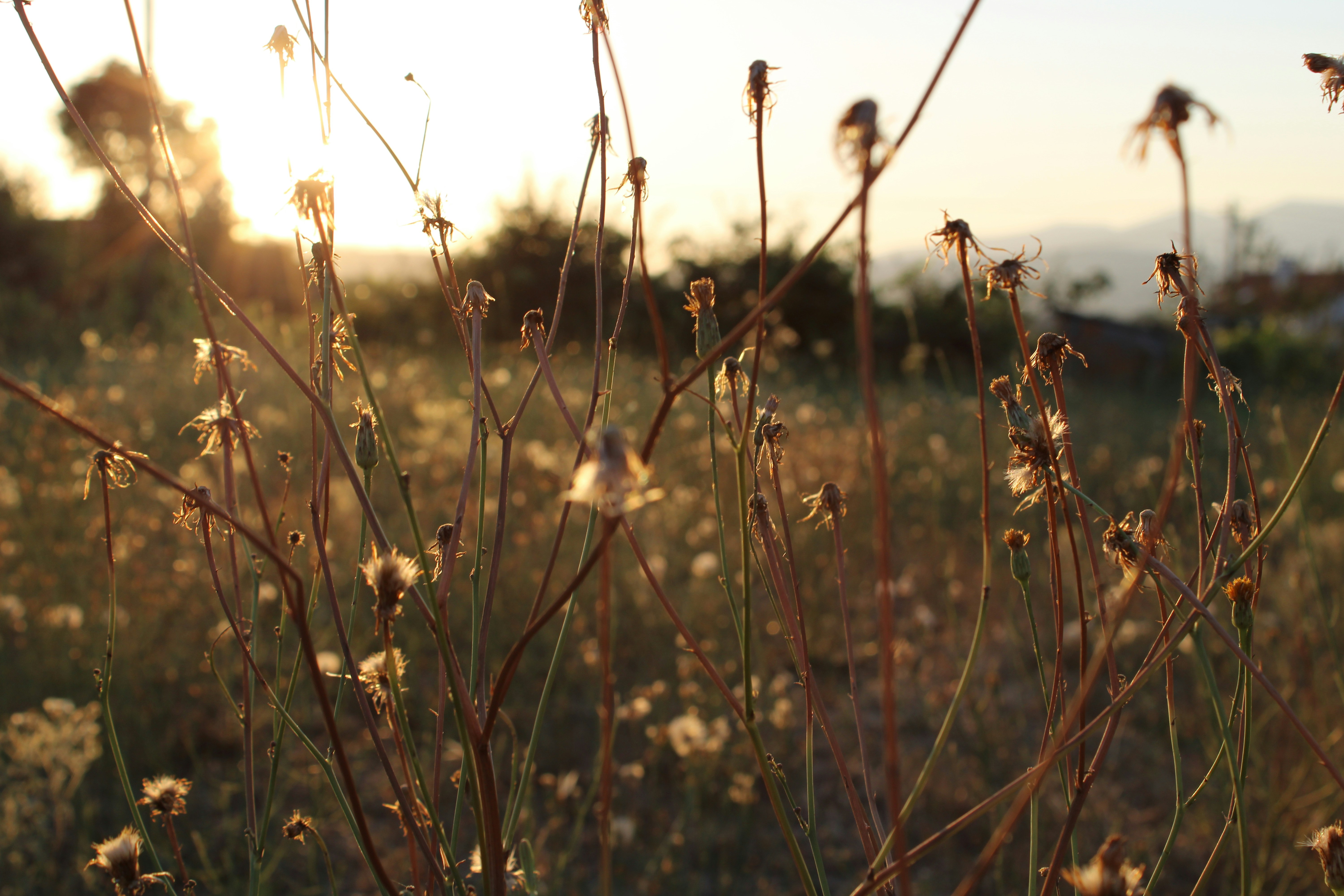 Photo by merryosabento