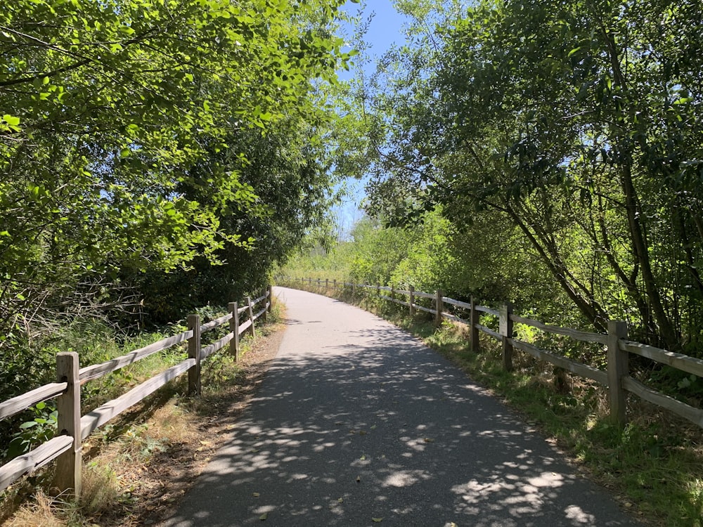 green trees beside gray concrete pathway