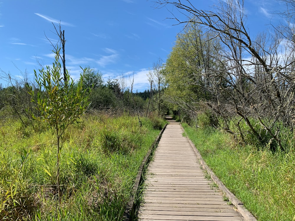 brown wooden pathway between green grass field under blue sky during daytime