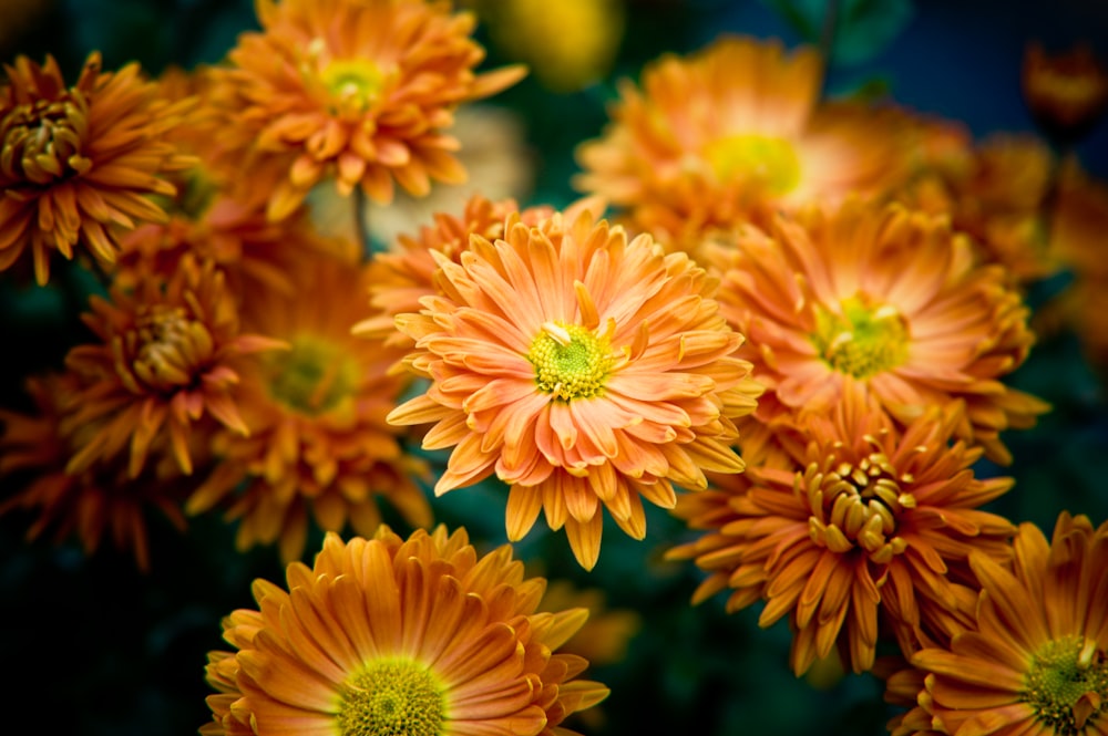 orange and yellow flower in macro shot