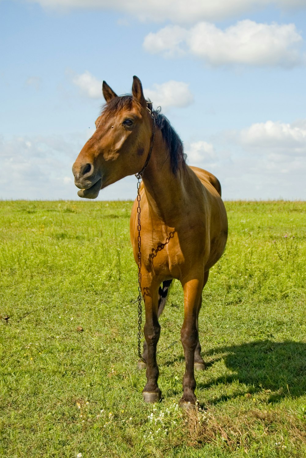 brown horse on green grass field during daytime