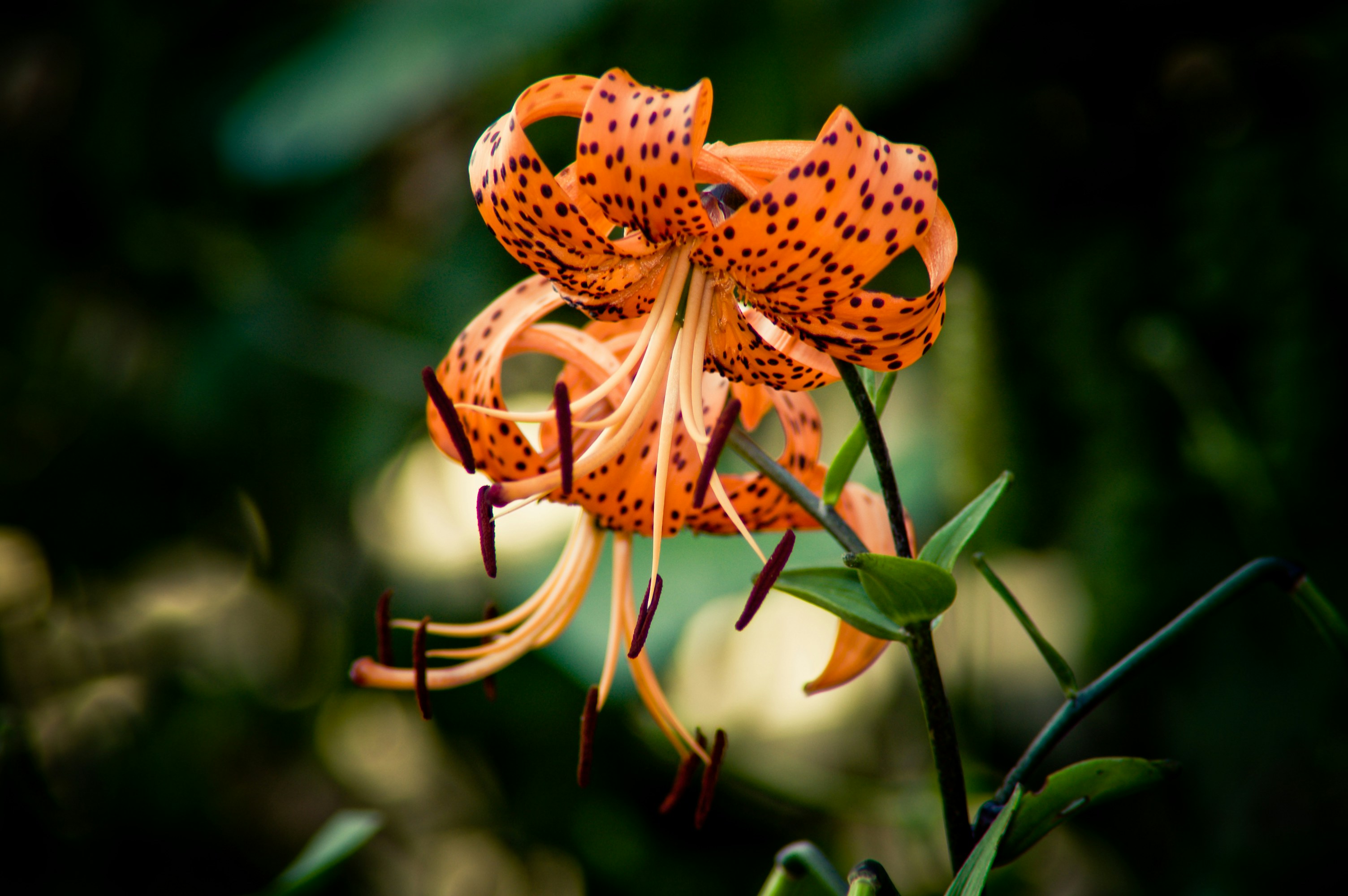 Was Sie über Schädlinge und Krankheiten von Lilien wissen müssen