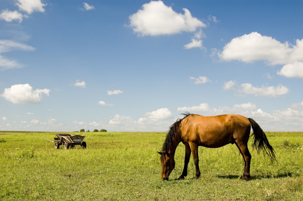 brown horse on green grass field under blue sky during daytime