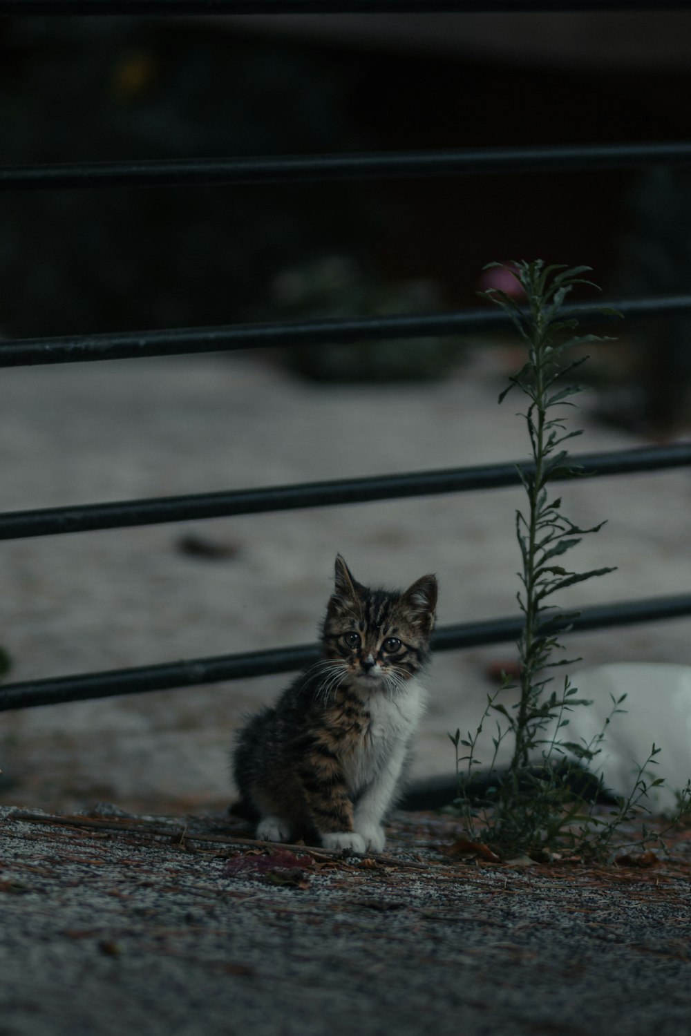 white and brown cat on brown wooden fence