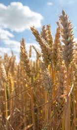 brown wheat field during daytime