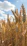 Close-up of a farmer holding healthy wheat stalks in a sunlit field.