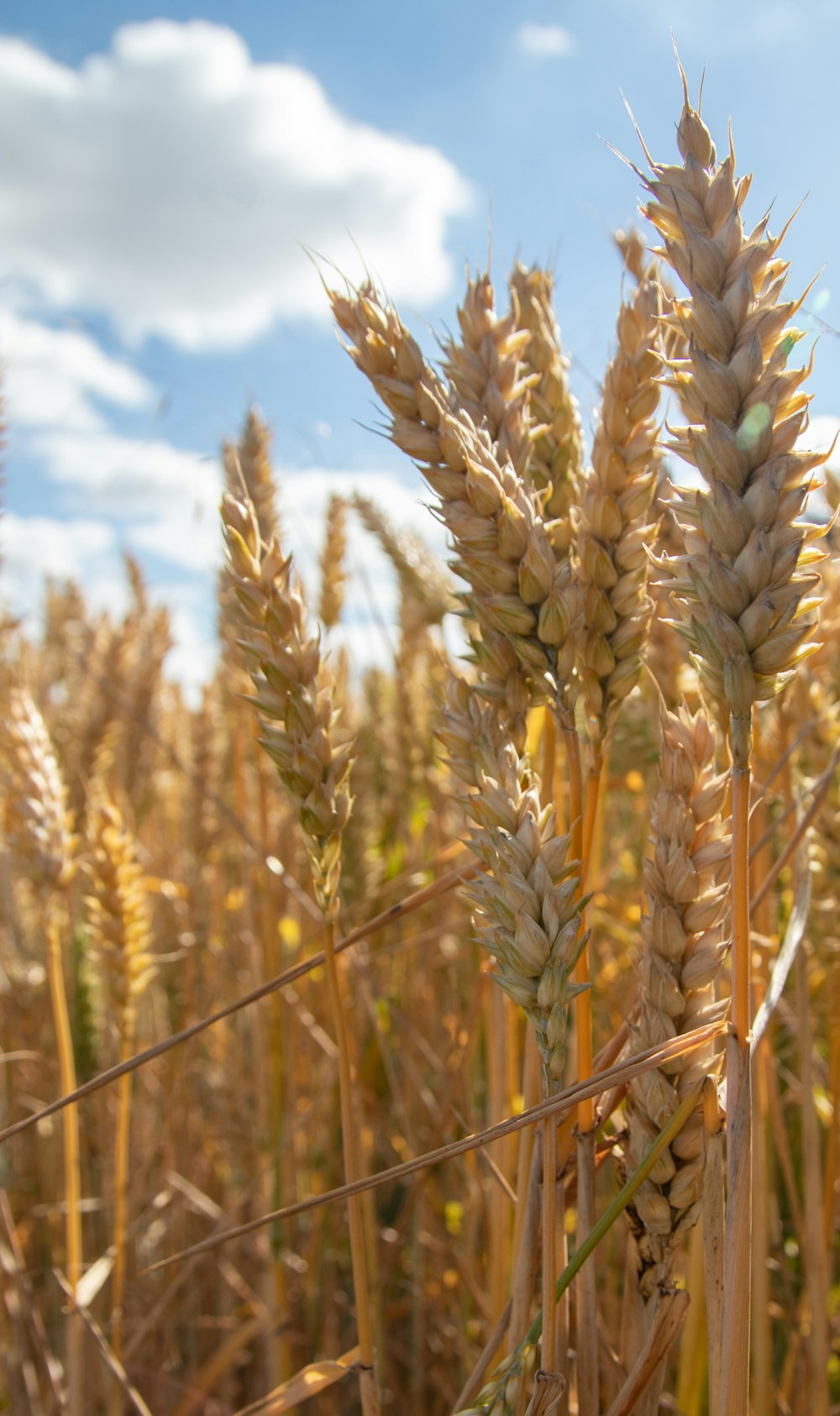 brown wheat field during daytime