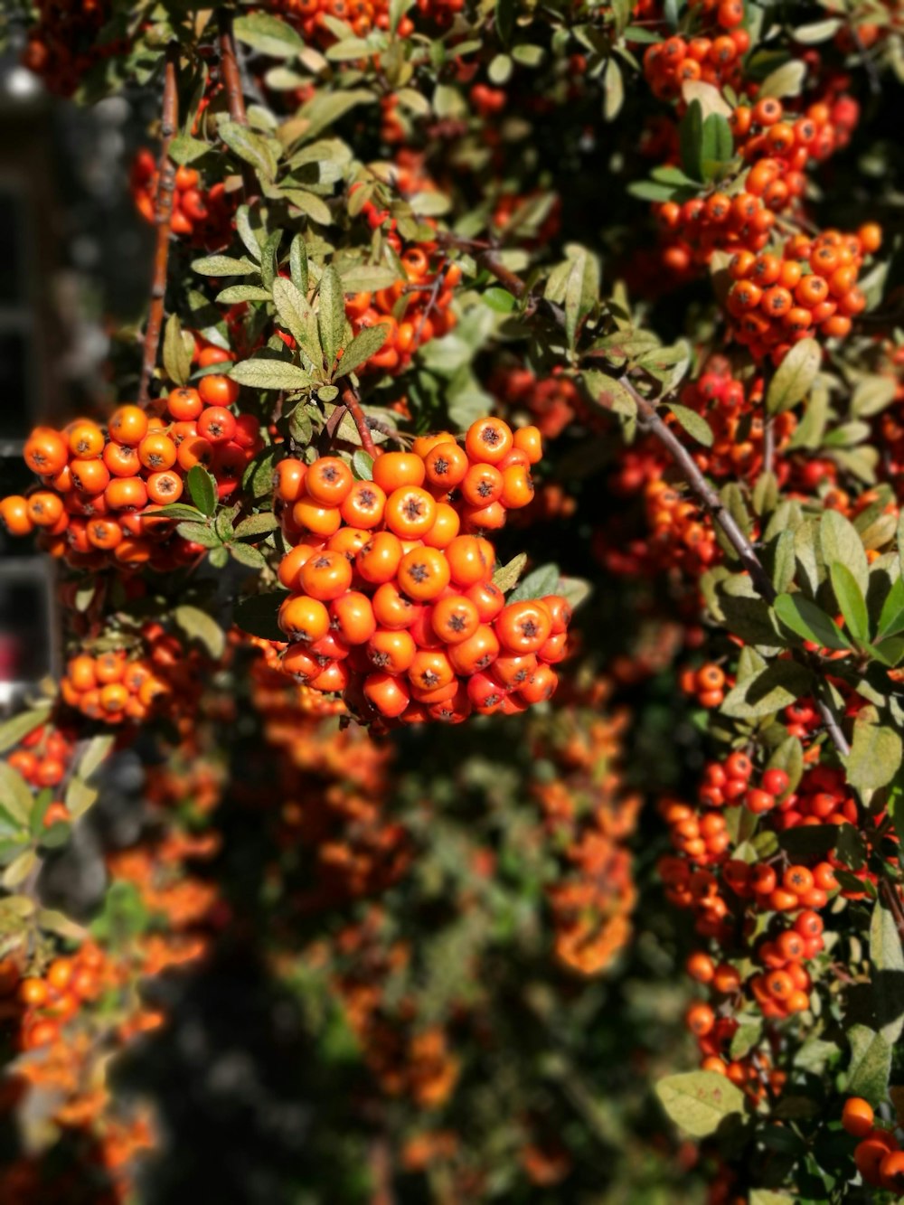 red round fruits on green tree during daytime